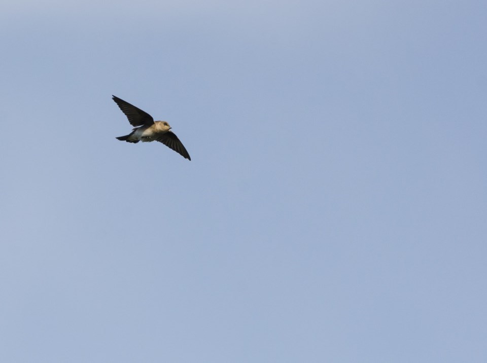 chimney swift shutterstock_388860235 2016