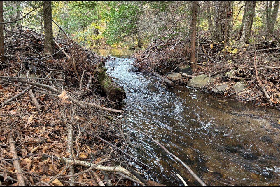 The beaver dam on Four Mile Creek that is causing high water levels in the lake.