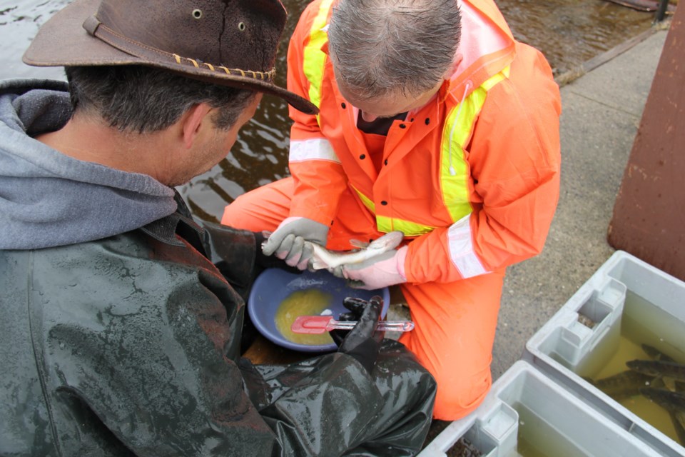 Lake Nipissing Stakeholders Association VP Scott Nelson and volunteer Norm Piche team up to harvest eggs from a female and milk male walleye near Wasi Falls. Photo by Jeff Turl.