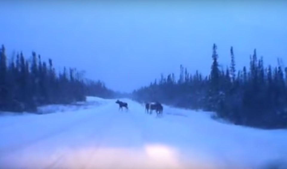 moose near miss 2017