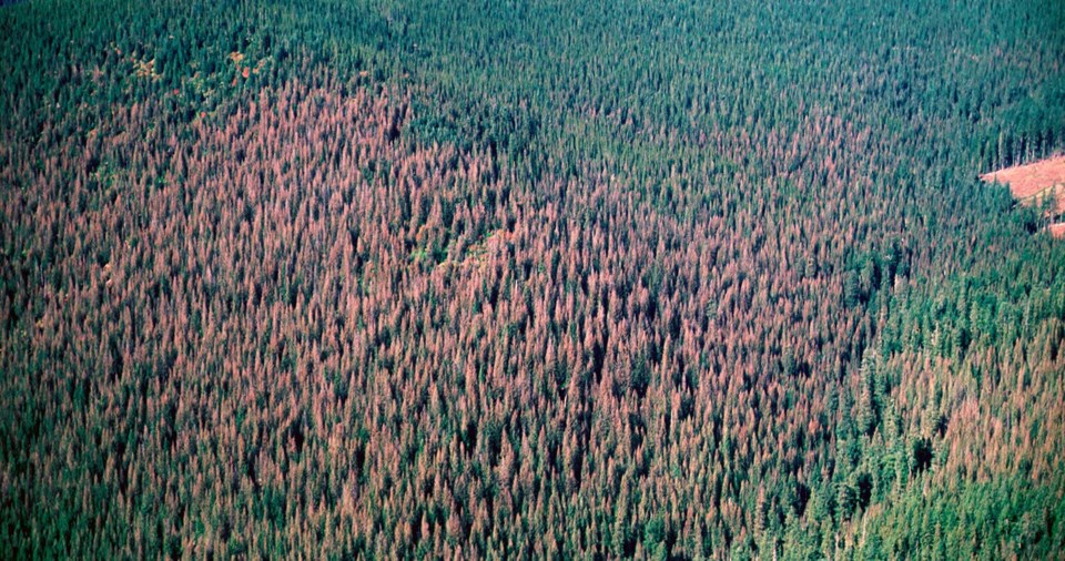 Spruce Budworm Damage