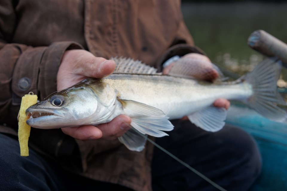 walleye shutterstock_209761462 2016