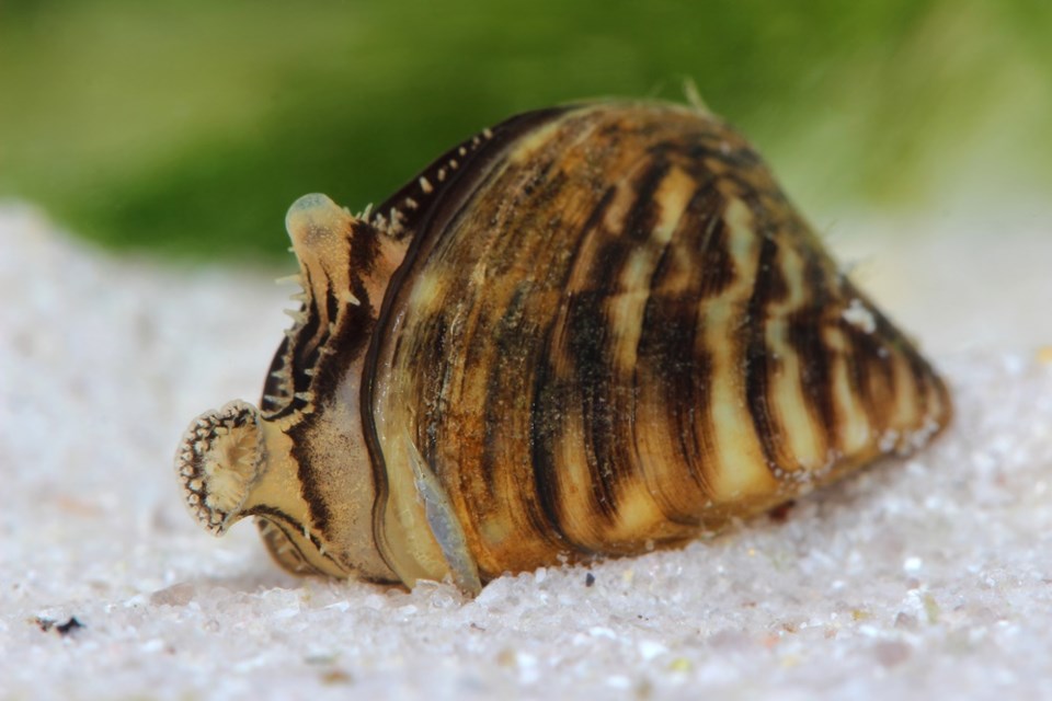 zebra mussel shutterstock_192099011 2016