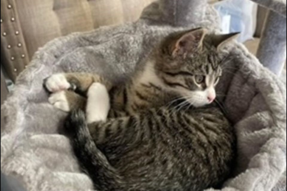 OPP say this cat was shot and killed