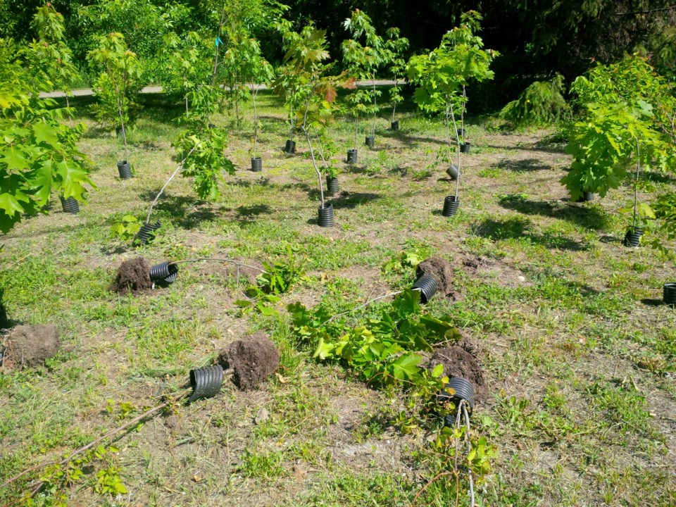 trees vandalized at nursery 2016