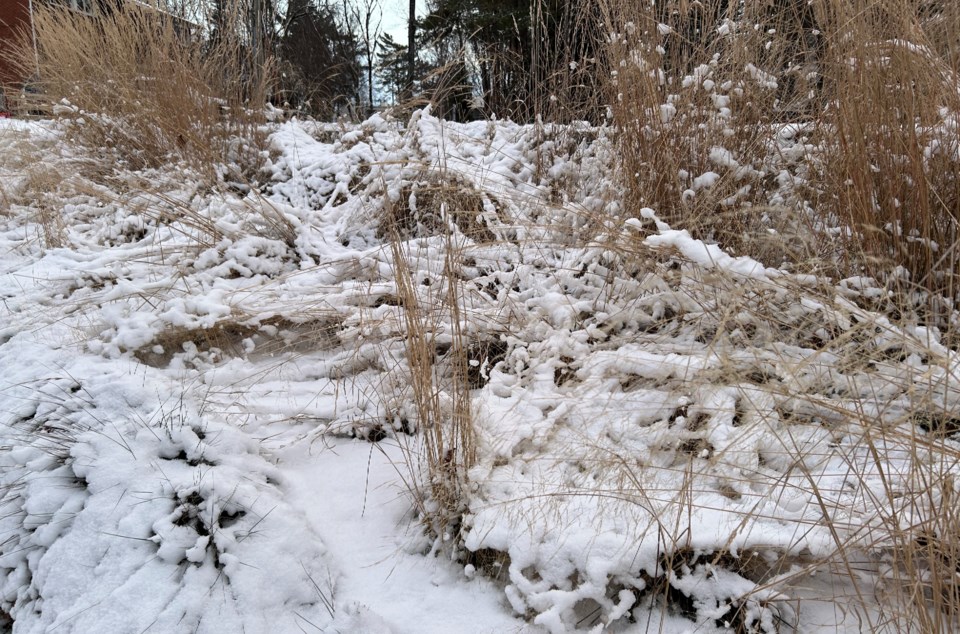 20250102-snow-on-plants-turl