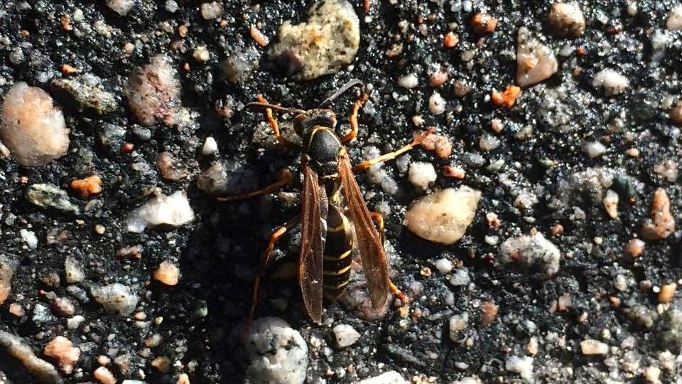 This photo of a hornet was taken in Callander on Saturday.  Photo by Cindy Luesby.  