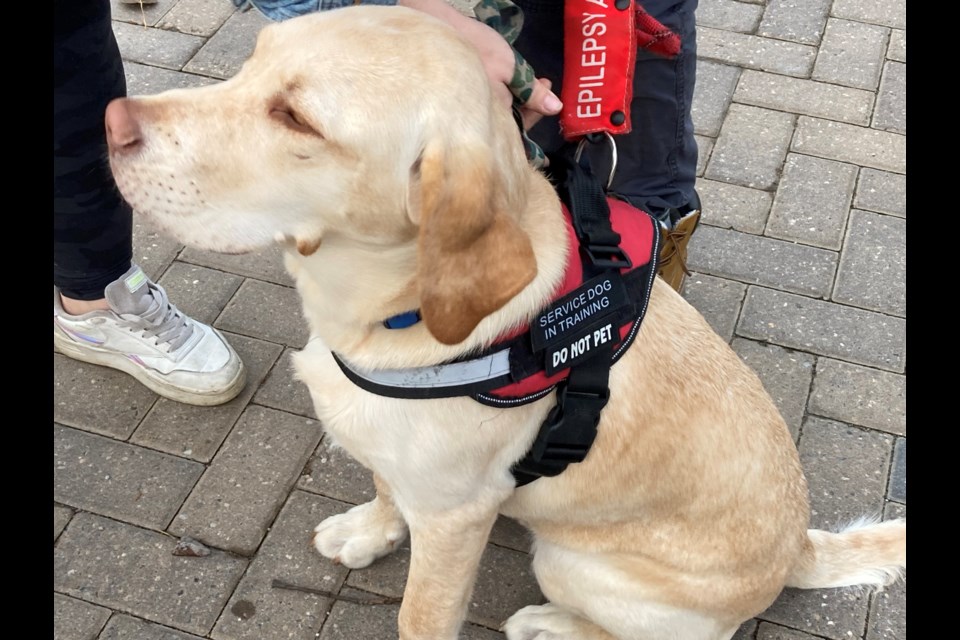 Hawkins undergoing service dog training.