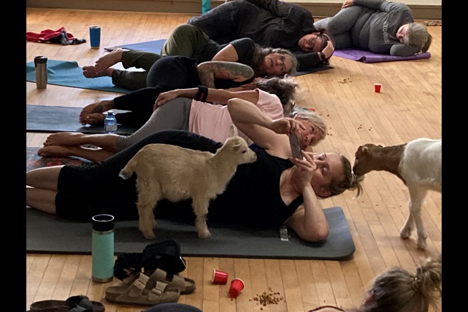 Namaste with goats: Farms near Toronto get in on the goat yoga craze