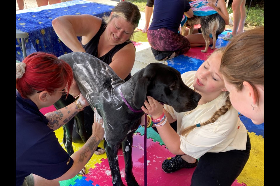 Addyson Long gets her dog settled for a fundraising dog wash 