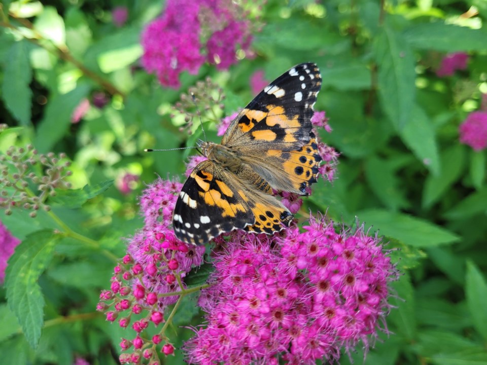 butterfly-release-3