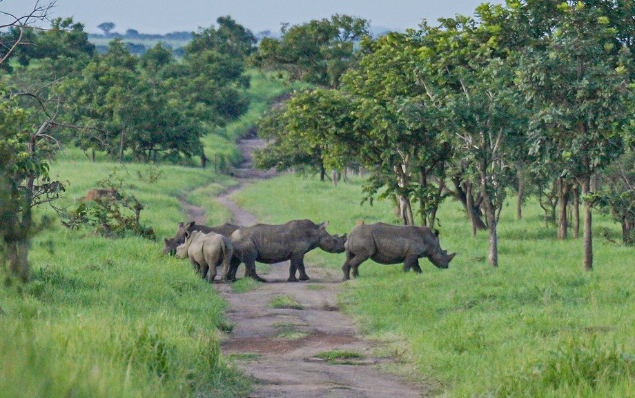 barrick-white-rhinos-drc-credit-barrick-gold