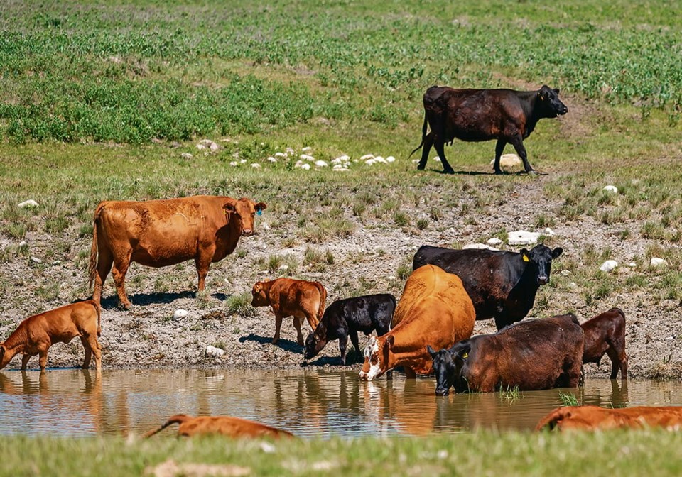 cattle-trouble-436215-june23-2023-cattle-greaze-in-a-pasture-west-of-nanton-credit-mike-sturk-western-producer-10