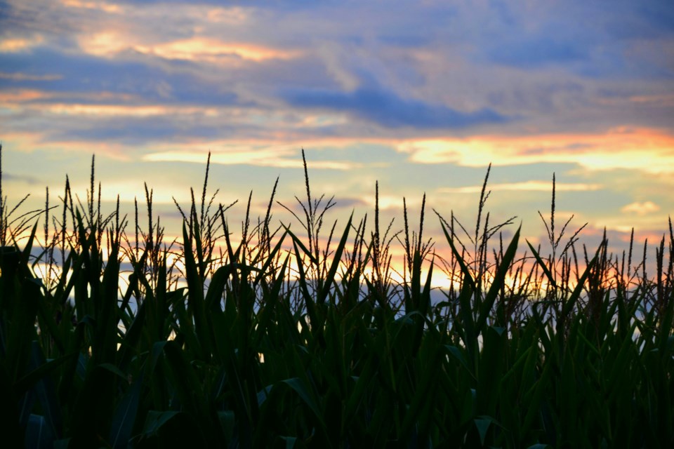 corn-farm-credit-jenn-simpson-unsplash