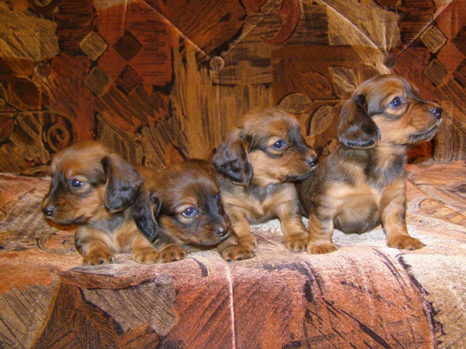 dachshund-puppies