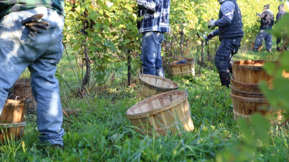 farmfarmersfarmhandcarlosbezz-moment-gettyimages-59