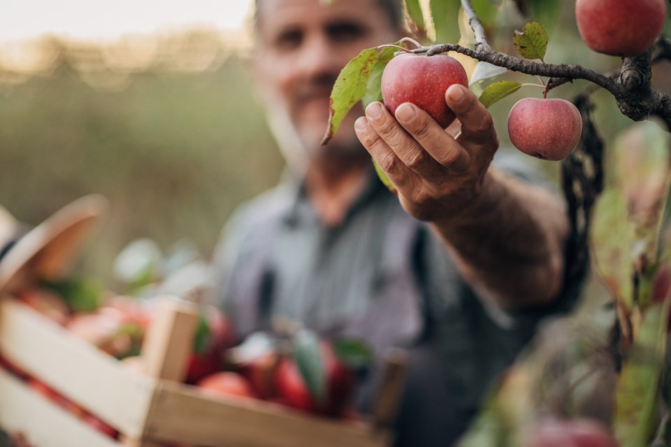 orchard-apples-farm-fruit-nesegettyimages