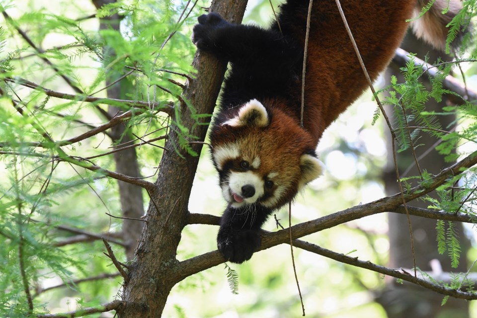 04_red-panda
