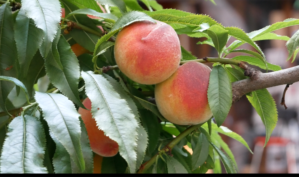 peaches