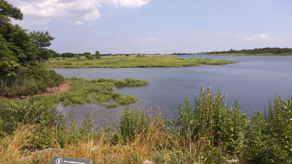 marine_park_salt_marsh_brooklyn_ny_1