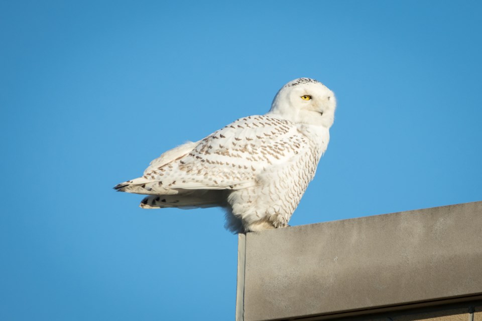 snowy_owl_bubo_scandiacus_23179229549