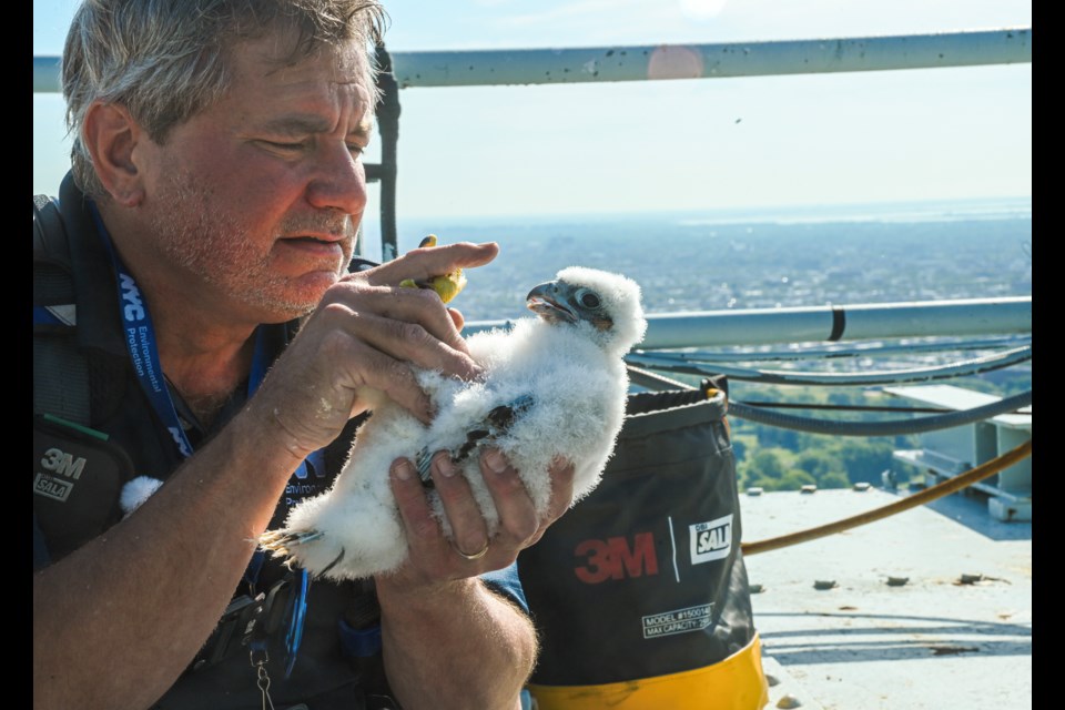 NYC Department of Environmental Protection Research Scientist Christopher Nadareski checks on three newly hatched peregrine falcon chicks in their nest atop the Brooklyn tower of the Verrazzano-Narrows Bridge on Friday, May 24, 2024.