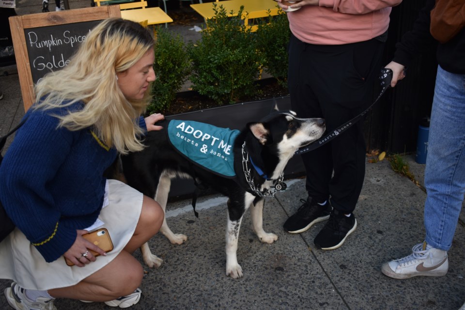 Hearts & Bones rescue dog.