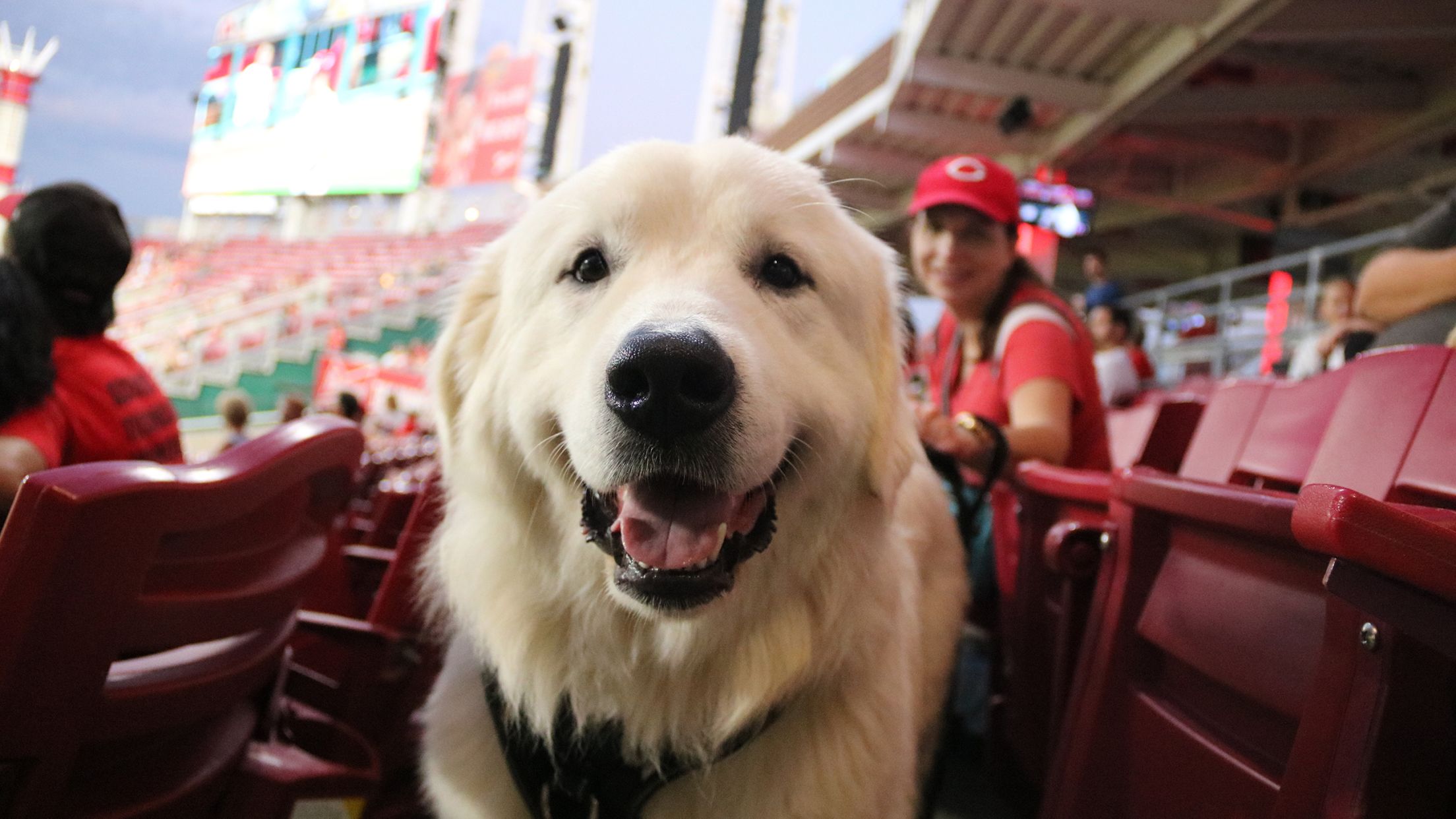 The Brooklyn Cyclones and VERG Brooklyn Team Up for Dog-Friendly Event 'Bark  in the Park' - BKReader