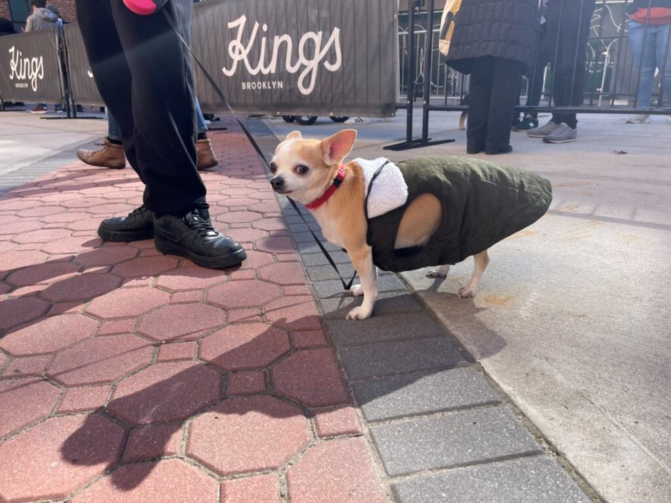 Dogs at the free vaccination event.  Photo: Jessy Edwards for the BK Reader.