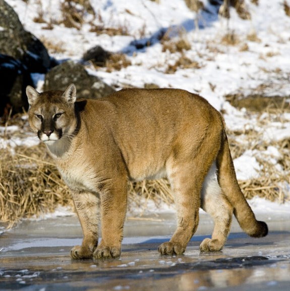 cougar-wildsafe-2