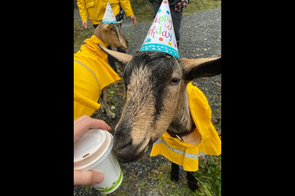 Meet Bowen Island's goats in coats - Bowen Island Undercurrent