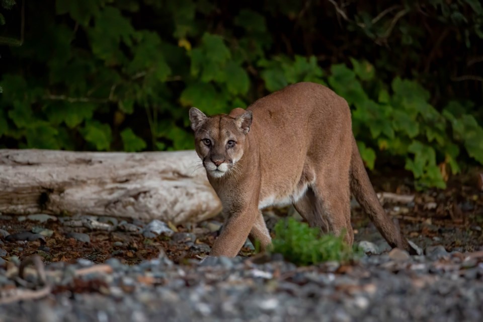 mountain-lion-2