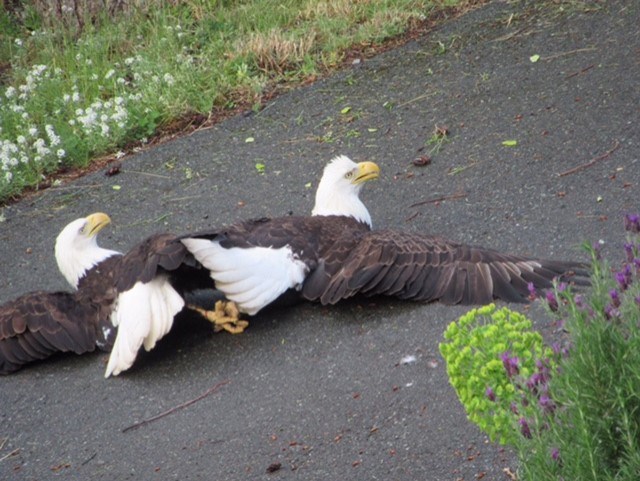 Eagle fighting with Peacock to death! 