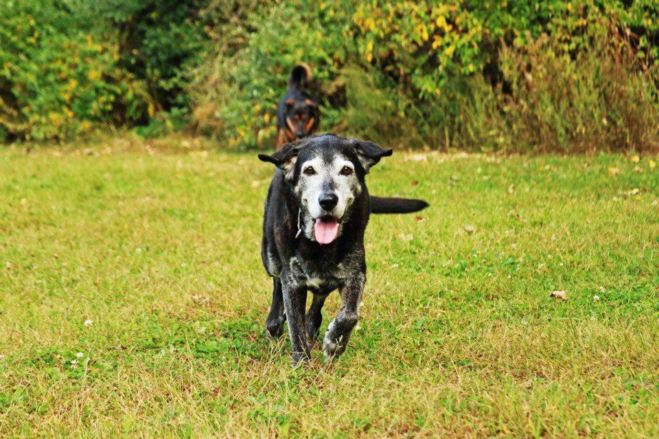 Sandy Pacitto’s dogs enjoy playing off leash at Bark Park in Scanlon Creek Conservation Area on Sept. 17.