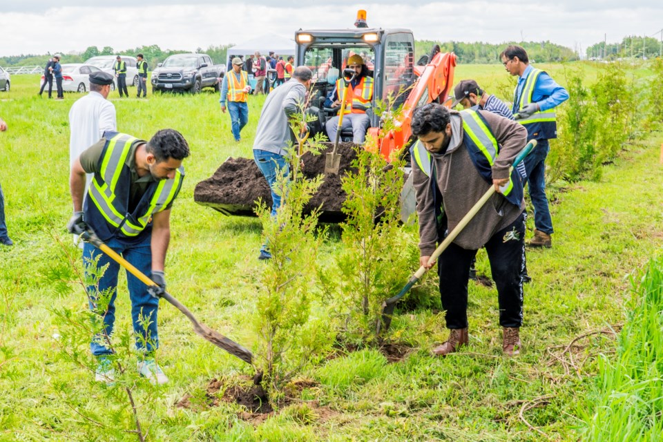 Dozens of volunteers worked together to plant over 1,000 trees.