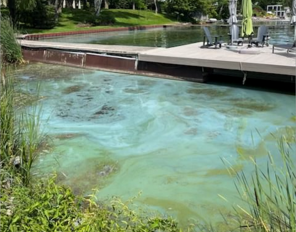 20240715-blue-green-algae