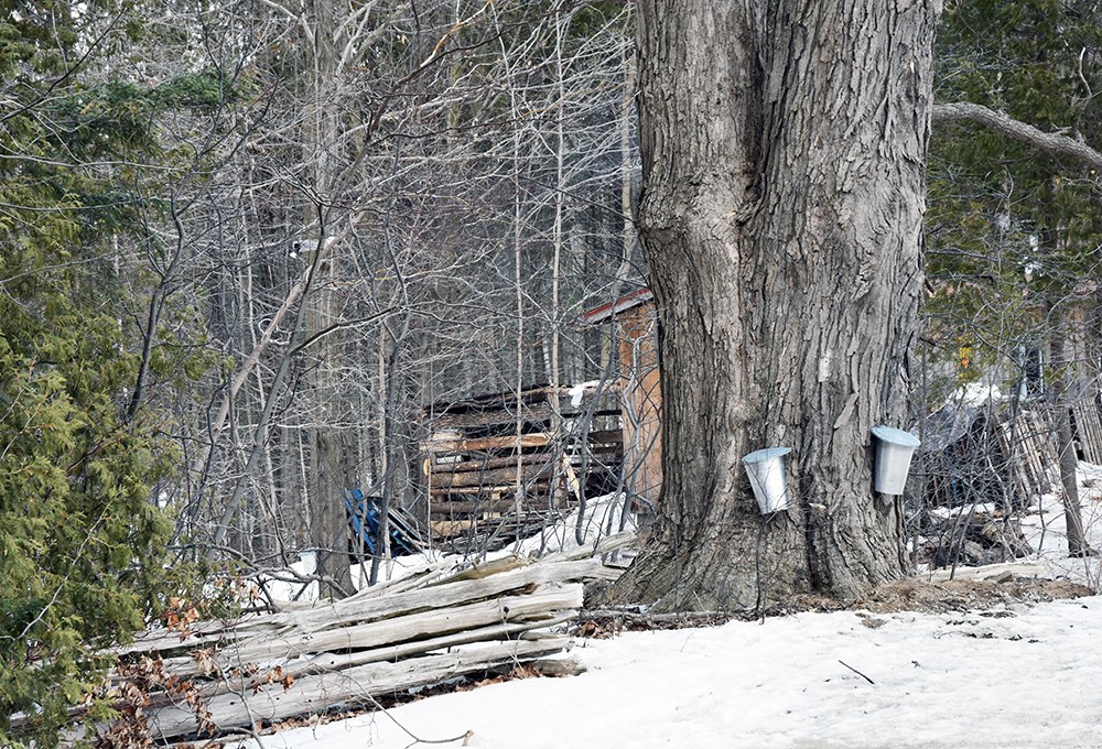 Tap Into A Sweet Maple Syrup Fest Near Newmarket Newmarket News 0735