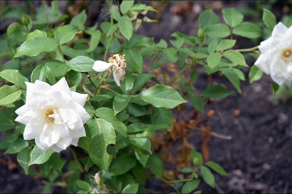 Roses bloom in Bradford's Rose Garden on Queen Street. Miriam King/Bradford Today