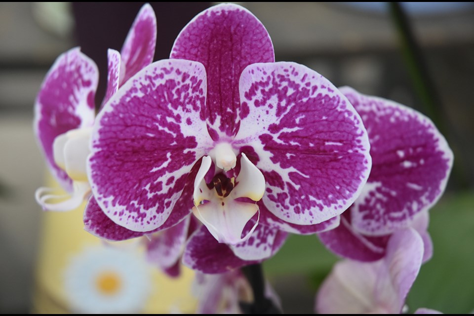 February blues? Drop by Bradford Greenhouses Garden Gallery and check out the displays of orchids. Miriam King/Bradford Today