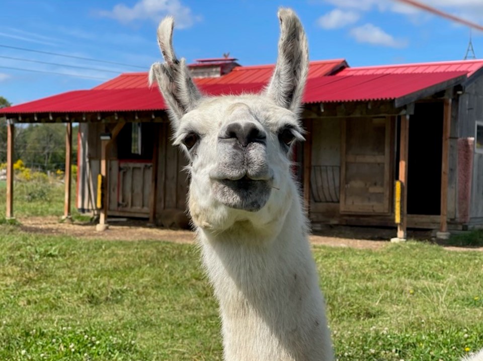 2022-06-11-WishingWellSanctuaryLlama