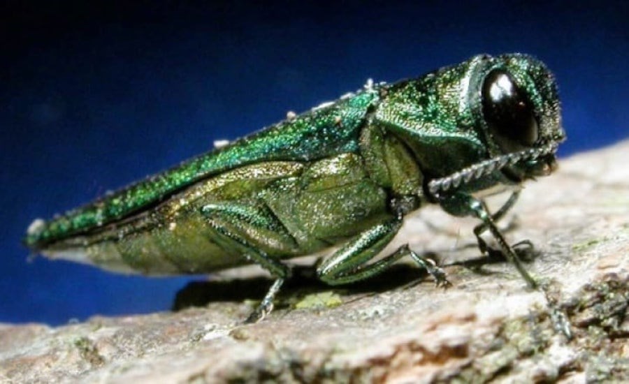 Emerald Ash Borer - Photo by David Cappaert Michigan State University