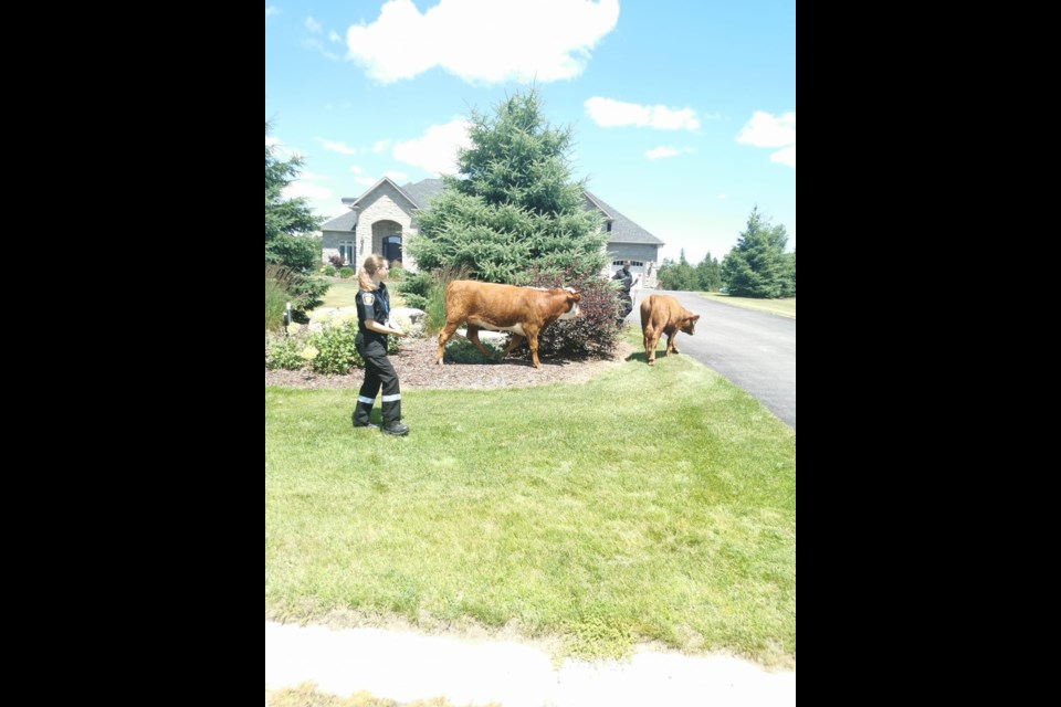 Cows on the loose on Dale Crescent Thursday afternoon.