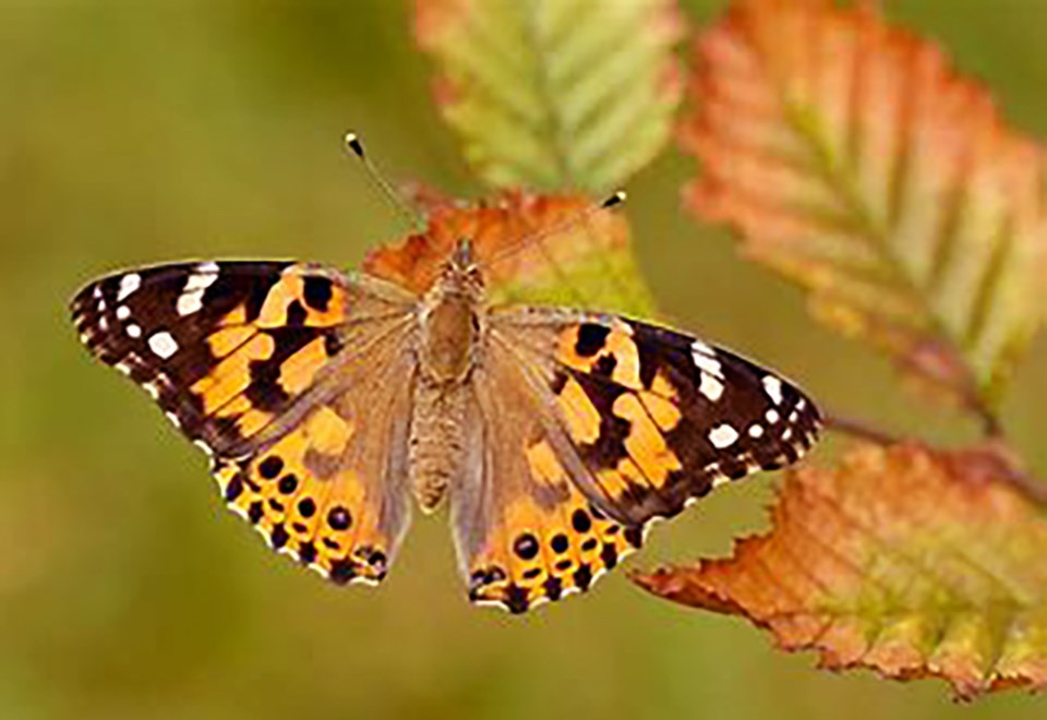 PaintedLady