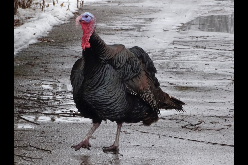 Wild Turkey from the 2019 Christmas Bird Count