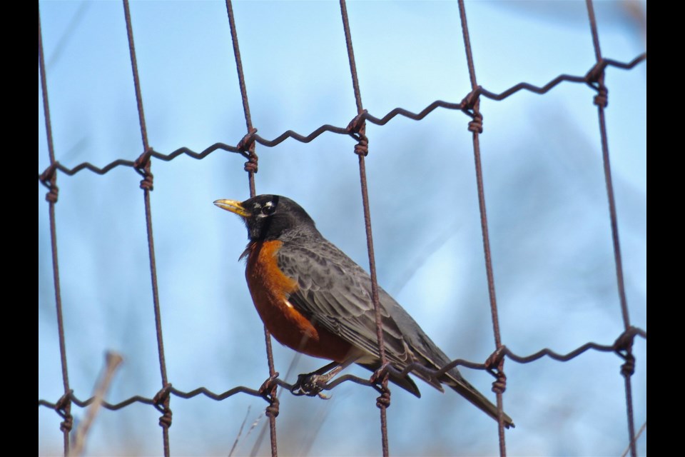 OUTDOORS: Robins return, you know what that means! - Newmarket News