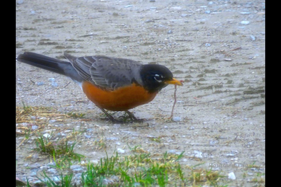 OUTDOORS: Robins return, you know what that means! - Newmarket News