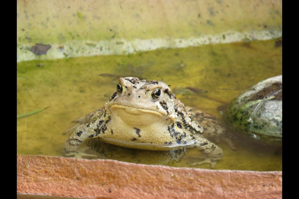 Toad enjoys a solitary moment on the deck between visits from various birds.