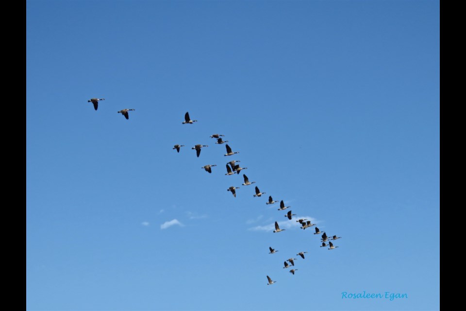 canadian geese v formation