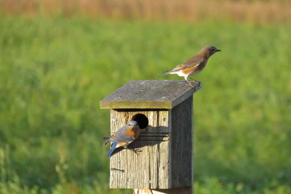 OUTDOORS: Robins return, you know what that means! - Newmarket News