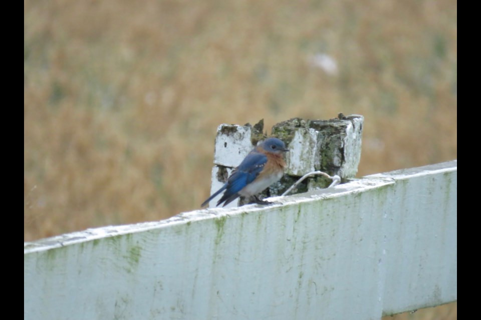 A new generation finds the bluebird of happiness